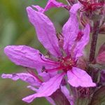 Purple Loosestrife Purple Loosestrife