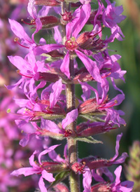 Purple Loosestrife