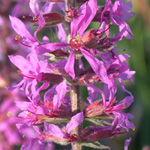 Purple Loosestrife Purple Loosestrife