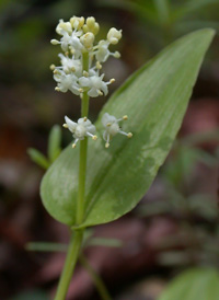 Canada Mayflower