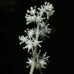 Feathery False Solomon's-seal