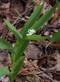 Starry False Solomon's-seal