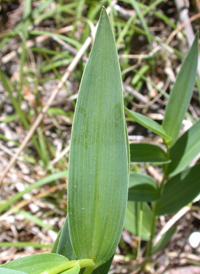 Starry False Solomon's-seal