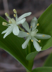 Starry False Solomon's-seal