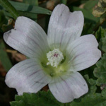 Dwarf Mallow