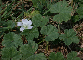 Dwarf Mallow