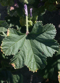 Common Mallow