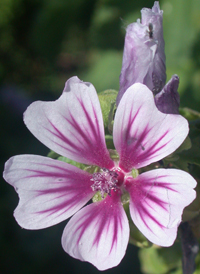 Common Mallow