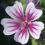 Common Mallow Common Mallow