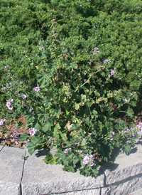 Common Mallow