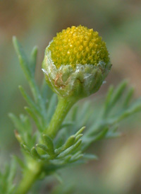 Pineapple-weed