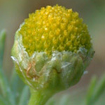 Pineapple-weed Pineapple-weed