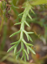 Pineapple-weed