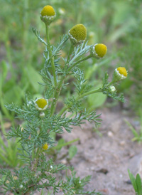 Pineapple-weed