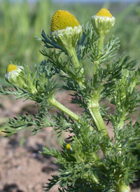 Pineapple-weed