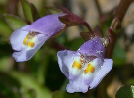 Japanese Mazus