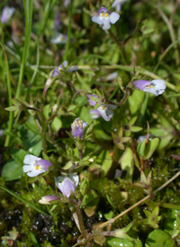 Japanese Mazus