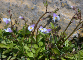 Japanese Mazus