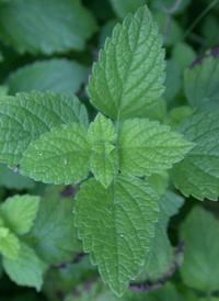 Lemon Balm