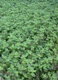 Lemon Balm