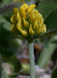 Black Medick