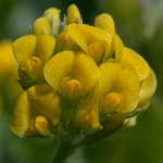 Black Medick