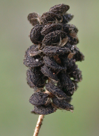 Black Medick