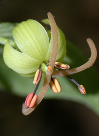 Indian Cucumber-root