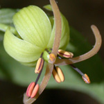 Indian Cucumber-root