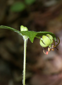 Indian Cucumber-root