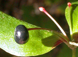 Indian Cucumber-root