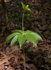 Indian Cucumber-root