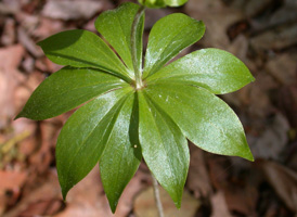 Indian Cucumber-root