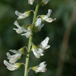 White Melilot White Melilot