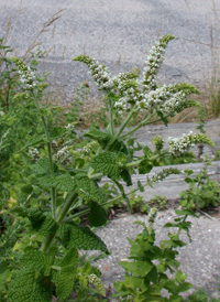 Round-leaved Mint