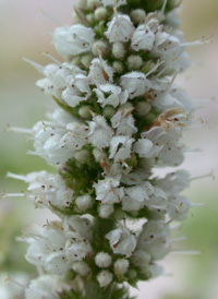 Round-leaved Mint