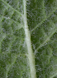 Round-leaved Mint