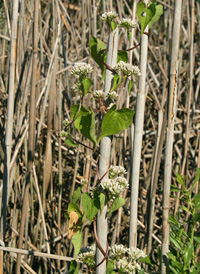 Climbing Hempweed