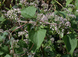 Climbing Hempweed