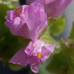 Heart-leaved Four-o'clock Heart-leaved Four-o'clock