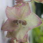 Heart-leaved Four-o'clock Heart-leaved Four-o'clock