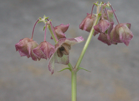 Heart-leaved Four-o'clock