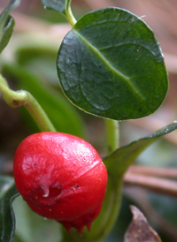 Partridgeberry