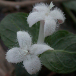Partridgeberry Partridgeberry