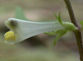 Narrow-leaved Cow-wheat