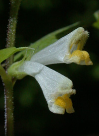 Narrow-leaved Cow-wheat