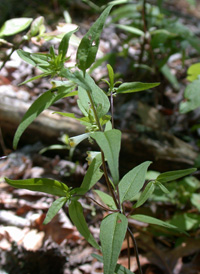 Narrow-leaved Cow-wheat