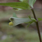 Narrow-leaved Cow-wheat Narrow-leaved Cow-wheat