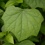 Common Moonseed Common Moonseed