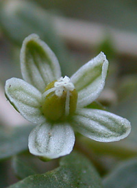 Green Carpetweed